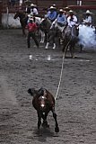 Mexico celebrates the animal at the heart of its cowboy tradition, the 'charrer&iacute;a' horse
