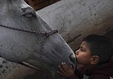 Mexico celebrates the animal at the heart of its cowboy tradition, the 'charrer&iacute;a' horse
