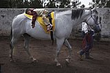 Mexico celebrates the animal at the heart of its cowboy tradition, the 'charrer&iacute;a' horse