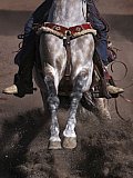 Mexico celebrates the animal at the heart of its cowboy tradition, the 'charrer&iacute;a' horse