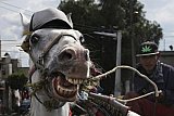 Mexico celebrates the animal at the heart of its cowboy tradition, the 'charrer&iacute;a' horse