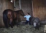 Mexico celebrates the animal at the heart of its cowboy tradition, the 'charrer&iacute;a' horse