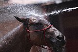 Mexico celebrates the animal at the heart of its cowboy tradition, the 'charrer&iacute;a' horse