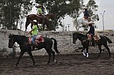Mexico celebrates the animal at the heart of its cowboy tradition, the 'charrer&iacute;a' horse