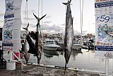 Puerto Vallarta Fishing Tournament Finished - Opequimar Was The Winner
