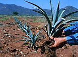 Agave landscape - Agave Landscape and Ancient Industrial Facilities of Tequila
