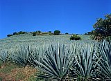Agave landscape - Agave Landscape and Ancient Industrial Facilities of Tequila