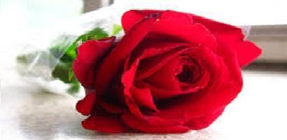 rosedayfront