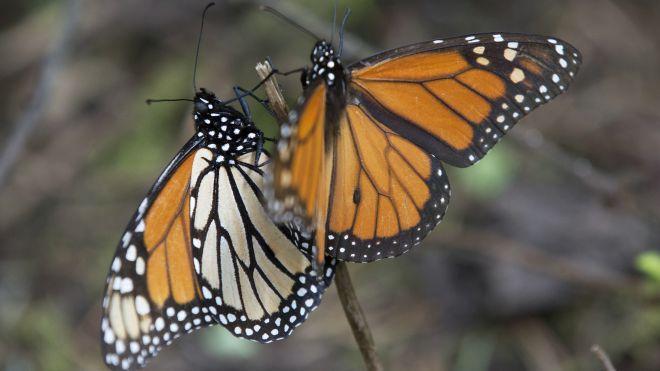 butterflies mexico