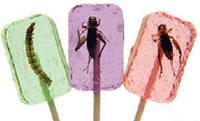 edible insects 3