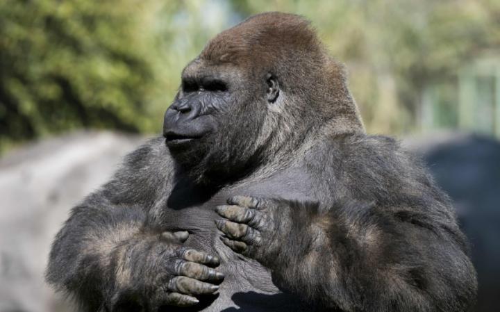 aagorilla102708707 FILES This file photo taken on January 09 2014 shows Silverback gorilla Bantu at the C large transqVzuuqpFlyLIwiB6NTmJwfSVWeZ vEN7c6bHu2jJnT8
