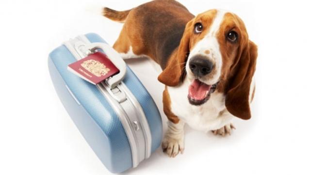 17633 traveling-with-pets-from-the-us-or-canada-l