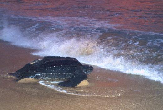 Leatherbackturtle