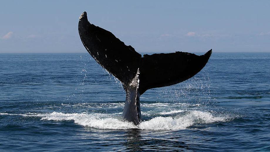 whale-fluke-920