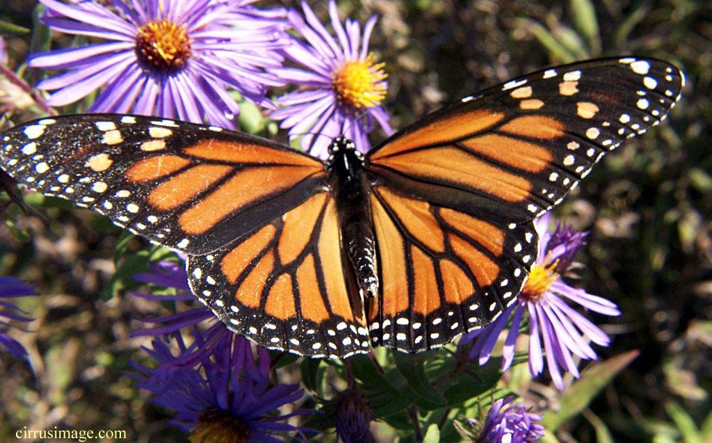 Migrating Monarch populations bounce back from last year