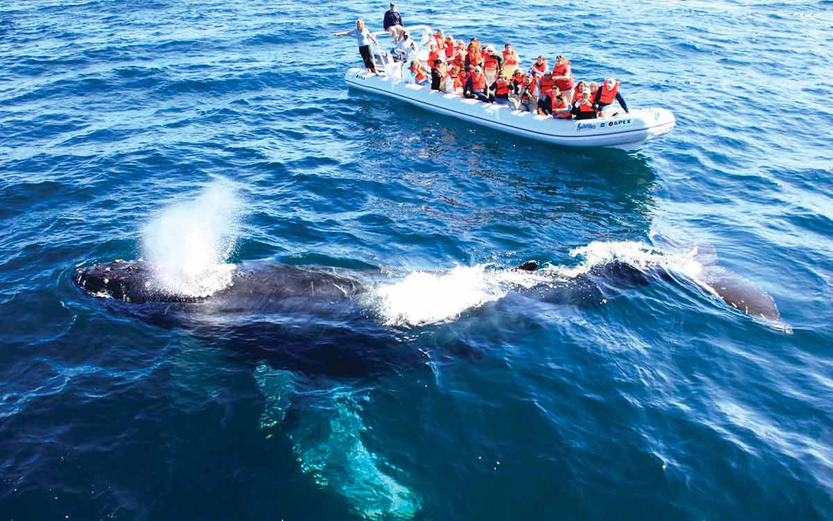 ballena