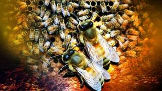 killer-bees-kill-texas-man-april-2014