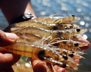 34572 350x280 72 DPI 0