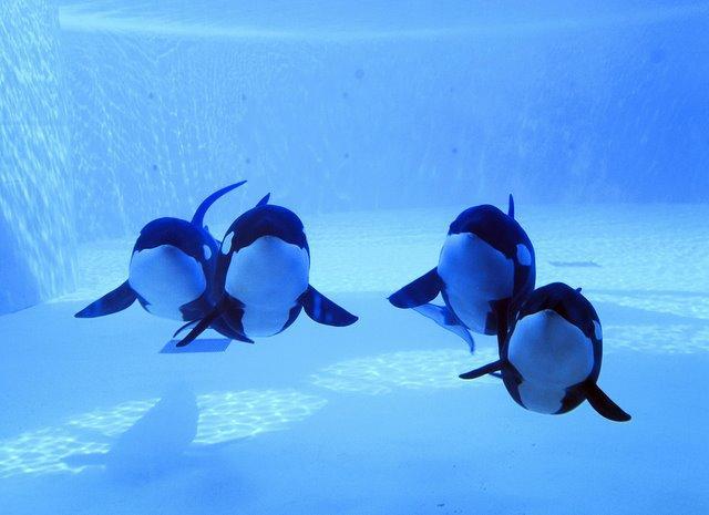 Fondos-de-Orcas