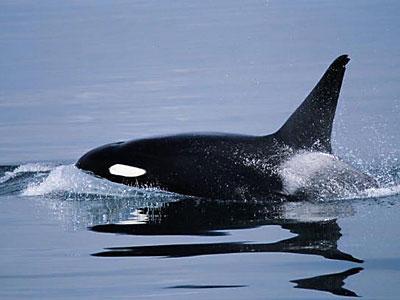 ORCA