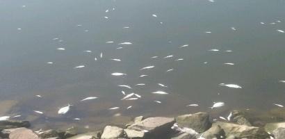 a-afish