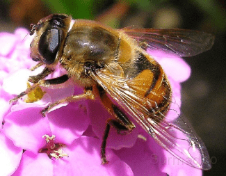 aaa