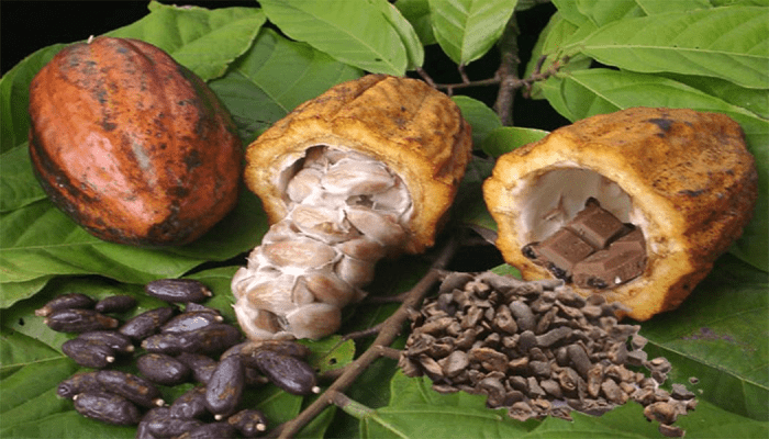 cacao