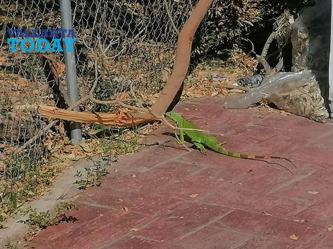 iguana uno