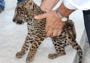 jaguar