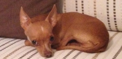 madelines-puppy