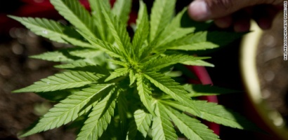 mariguana