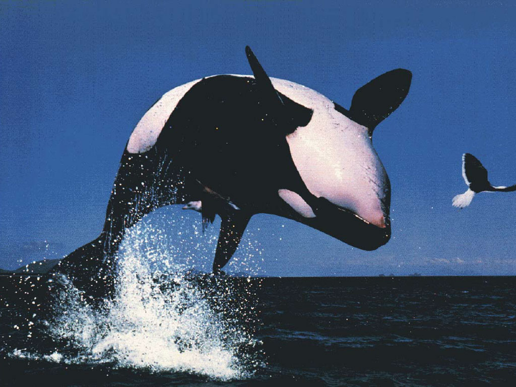 orca1
