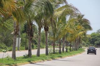 palm-trees2