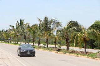 palm-trees3