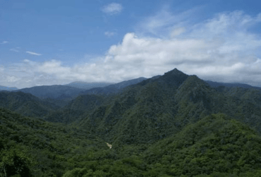 selva