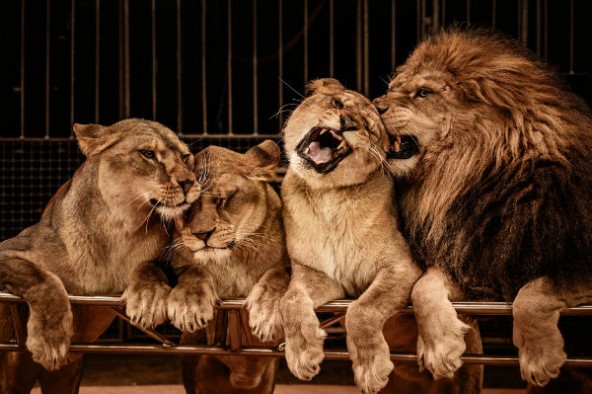 shutterstock 128702141-592x394